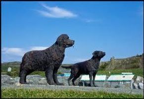 Newfoundland or Labrador? Mine is a Newfie but some like labs more. They come from the same place but still who do you prefer?