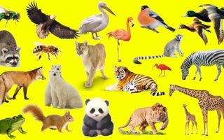 favourite animal?