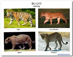 What is your favourite: Lions, Tigers, Jaguars or Leopards? 4 main big cats, my fav's the Leopard!!