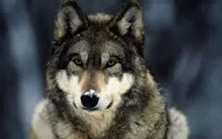 What's your favorite animal? :D What's your favorite animal? :D