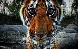 Are tigers going extinct?