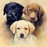 Black, Yellow or chocolate Labrador? Which do you like best? I couldn't choose if I tried! They're all so flippin' cute!