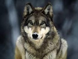 Do you think wolves are awesome? Wolves are very fascinating. I love them.