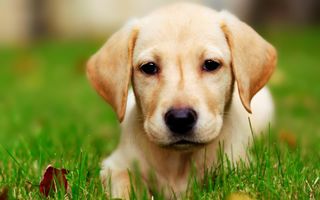 Which breed of dog is the cutest? I've always thought Labrador Retrievers were the cutest. But I realized other people might think something else. They'd think i offended them. So what breed is the cutest for you?