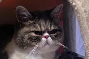 If animals could talk, which would be the rudest? If animals could talk, which would be the rudest?