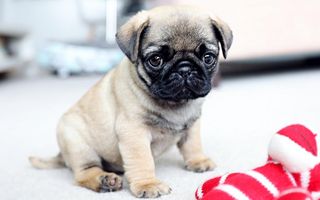 Question ask Youre great guys.and youre awesome dont forget to follow me and do u like my pug picture (: