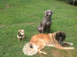 Which one looks cuter? The small dog, thin dog or floofy dog?