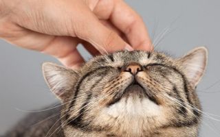 Why do domestic cats purr?