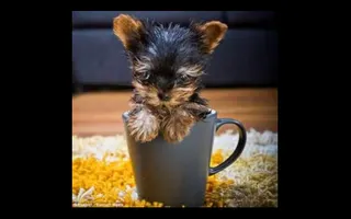 Favorite animal? If you have one, tell the bread! So we can know! I like MY dog. lol. My mom calls him a "Dorky Poo" Poo= poodle Favorite animal? If you have one, tell the bread! So we can know! I like MY dog. lol. My mom calls him a "Dorky Poo" Poo= poodle