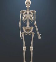 How many bones are in the human body? It's easy