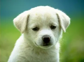 What's your favorite animal? (1) What's your favorite animal? (1)