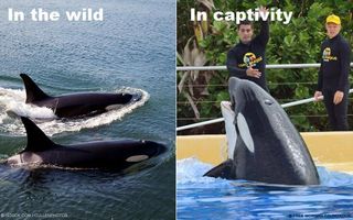 How do you feel about Orcas in captivity? When Orcas are in captivity, they never live even close to their full life span. #EmptyTheTanks.