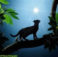 how do you get motivated to something? I'm writing a warrior cats story called 'forestclan' and I am almost done with a chapter but I'm not motivated enough to get it done and I really want to get the chapter done tonight. how do you get motivated to something? I'm writing a warrior cats story called 'forestclan' and I am almost done with a chapter but I'm not motivated enough to get it done and I really want to get the chapter done tonight.