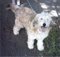 Question is too long, so read description. If you found a homeless dog, is it most likely to be a full breed or a cross breed? I'm not too sure... And also, could you try to guess what dog this is? Question is too long, so read description. If you found a homeless dog, is it most likely to be a full breed or a cross breed? I'm not too sure... And also, could you try to guess what dog this is?
