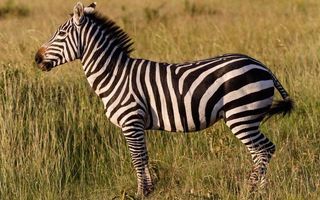 Can zebras be domesticated and trained?