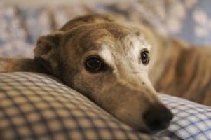 Random Facts About Greyhounds! Can you give me some interesting facts about the 2nd fastest animal in the world...Greyhound!