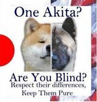 Which is best- The Japanese Akita or the American Akita? I like the Japanese Akita best!