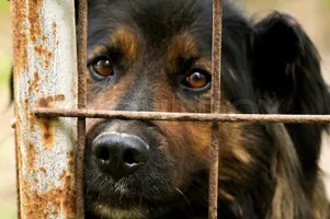 Why does animal cruelity and child abuse happen? And why? Now, don't call me stupid. I just want to know your thoughts on child/animal abuse. Why does animal cruelity and child abuse happen? And why? Now, don't call me stupid. I just want to know your thoughts on child/animal abuse.