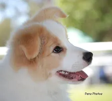 Do you love dogs? (1) Do you love dogs? (1)