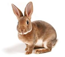 What is Rabbit in French? Come on it starts with an L and ends in an N