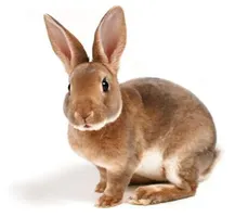What is Rabbit in French? Come on it starts with an L and ends in an N What is Rabbit in French? Come on it starts with an L and ends in an N