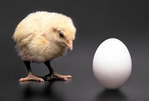 Did the chicken come first or did the egg? What came first?