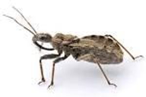 do insects sleep? Mammals do, birds do, heck even reptiles do. But do small bugs like crickets sleep?