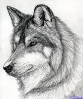 What is your favorite kind of Wolf? My two favorite wolves are the silver and gray wolf. What's yours?