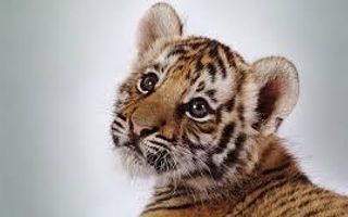 CuteTiger