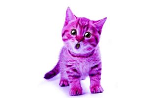 purplecats