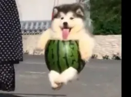 All_hail_Melon_King All_hail_Melon_King