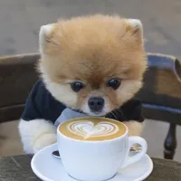 HeroOfWhiteWunzies HeroOfWhiteWunzies