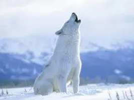 Thunderwolf2456 Thunderwolf2456