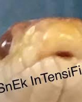 Snek memes!