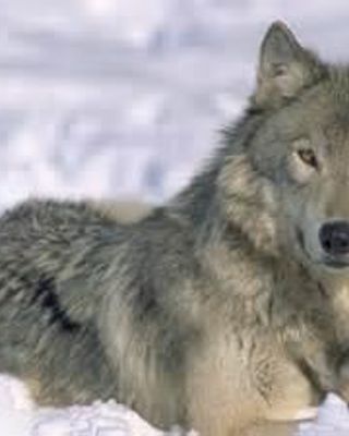 Help save the grey wolves!