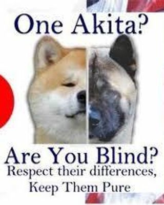 Which is best- The Japanese Akita or the American Akita? I like the Japanese Akita best!