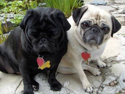 Awesome Pugs