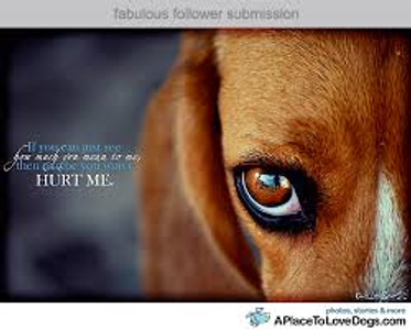 stop animal abuse!'s Photo