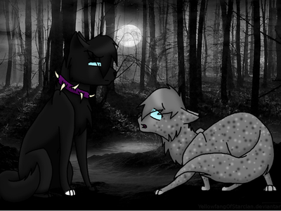 All about warrior cats's Photo