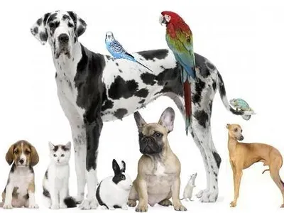 Pet page! Pet page!