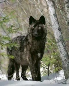 Wolves Rock! Wolves Rock!