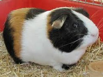 guinea pig page