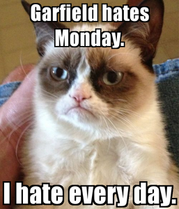 Best of Grumpy Cat