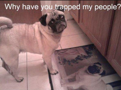 Awesome Pugs's Photo