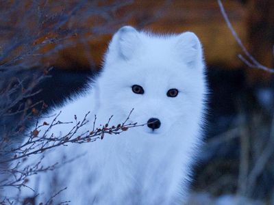 I'm a White Fox!