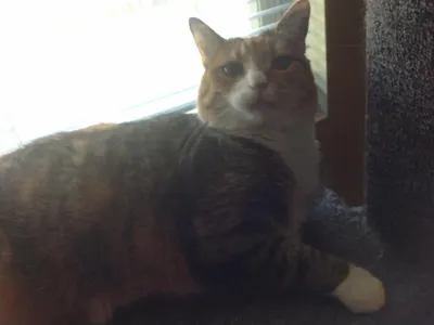 Your pets's Photo Your pets's Photo