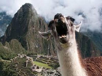 THE LLAMA ARMY's Photo