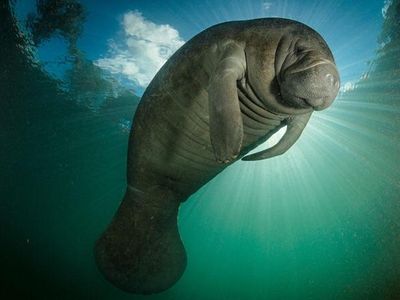 The Manatee Army