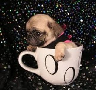 Awesome Pugs's Photo