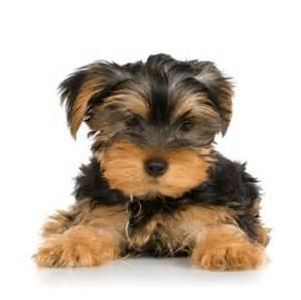 Yorkies are Amazing!